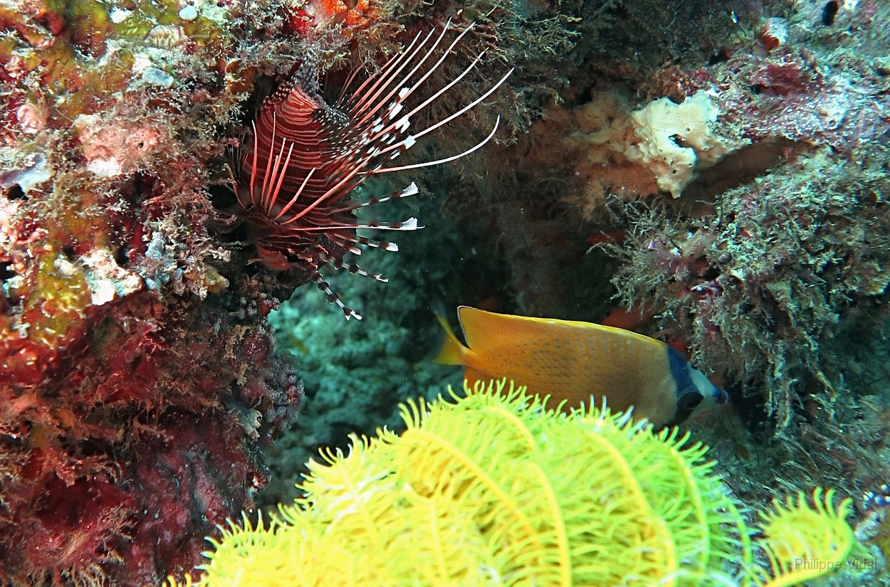 Velidhu - 2013_03_12 - IMG_0580rf_Laffe cornu ou poisson diale ou pterois a antennes - Pterois antennata_Wissaradhuni thila_Plongee.jpg